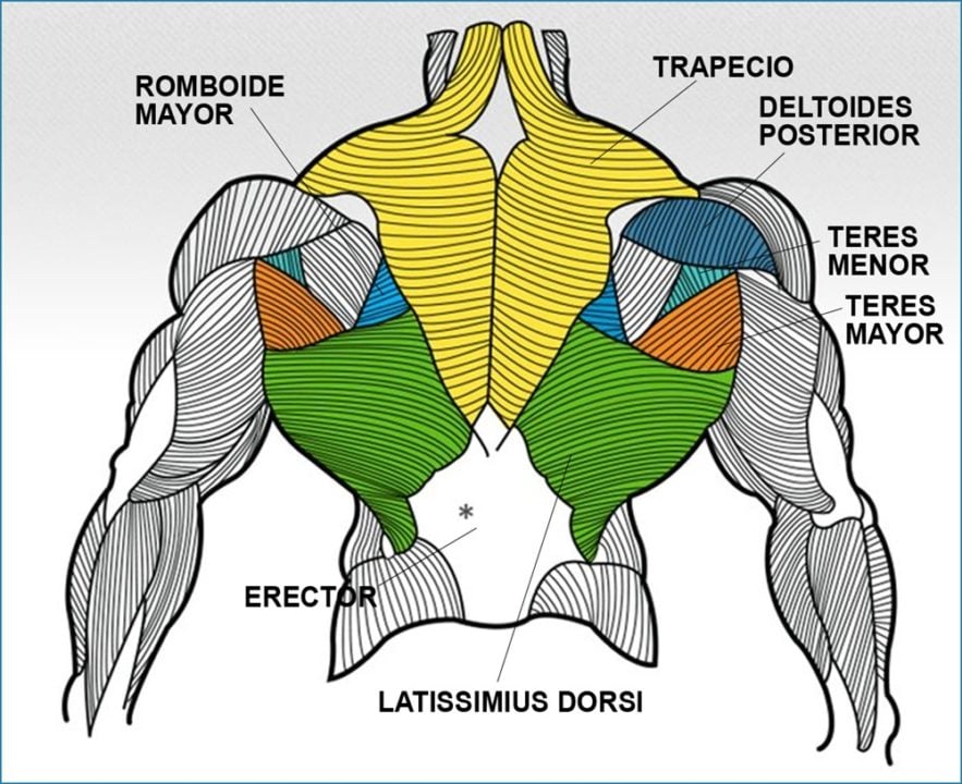 El Entrenamiento De Espalda ¿cómo Desarrollarlo Blog Masmusculo 5921