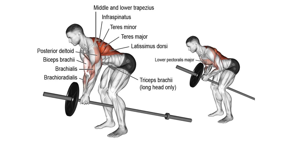 El entrenamiento de espalda: ¿cómo desarrollarlo? - Entrenamiento - Blog  MASmusculo